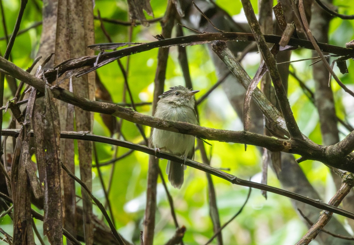 Double-banded Pygmy-Tyrant - ML645841990