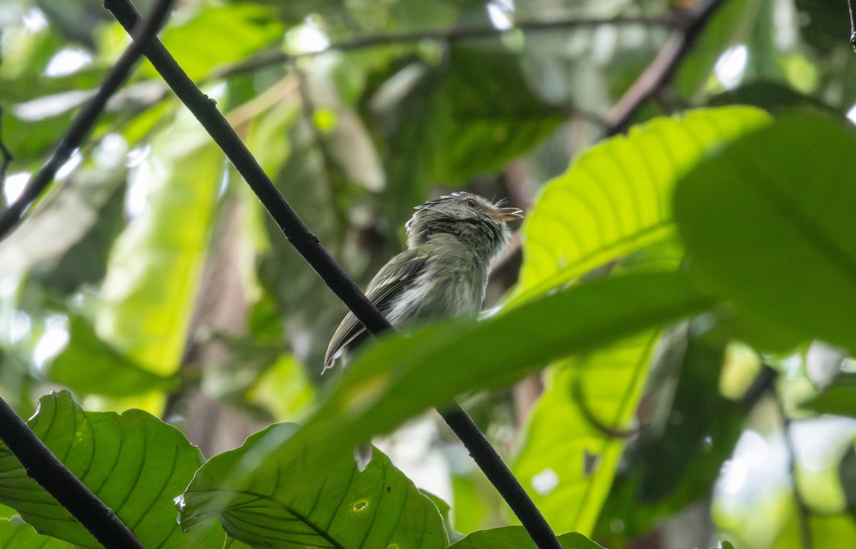 Double-banded Pygmy-Tyrant - ML645841992