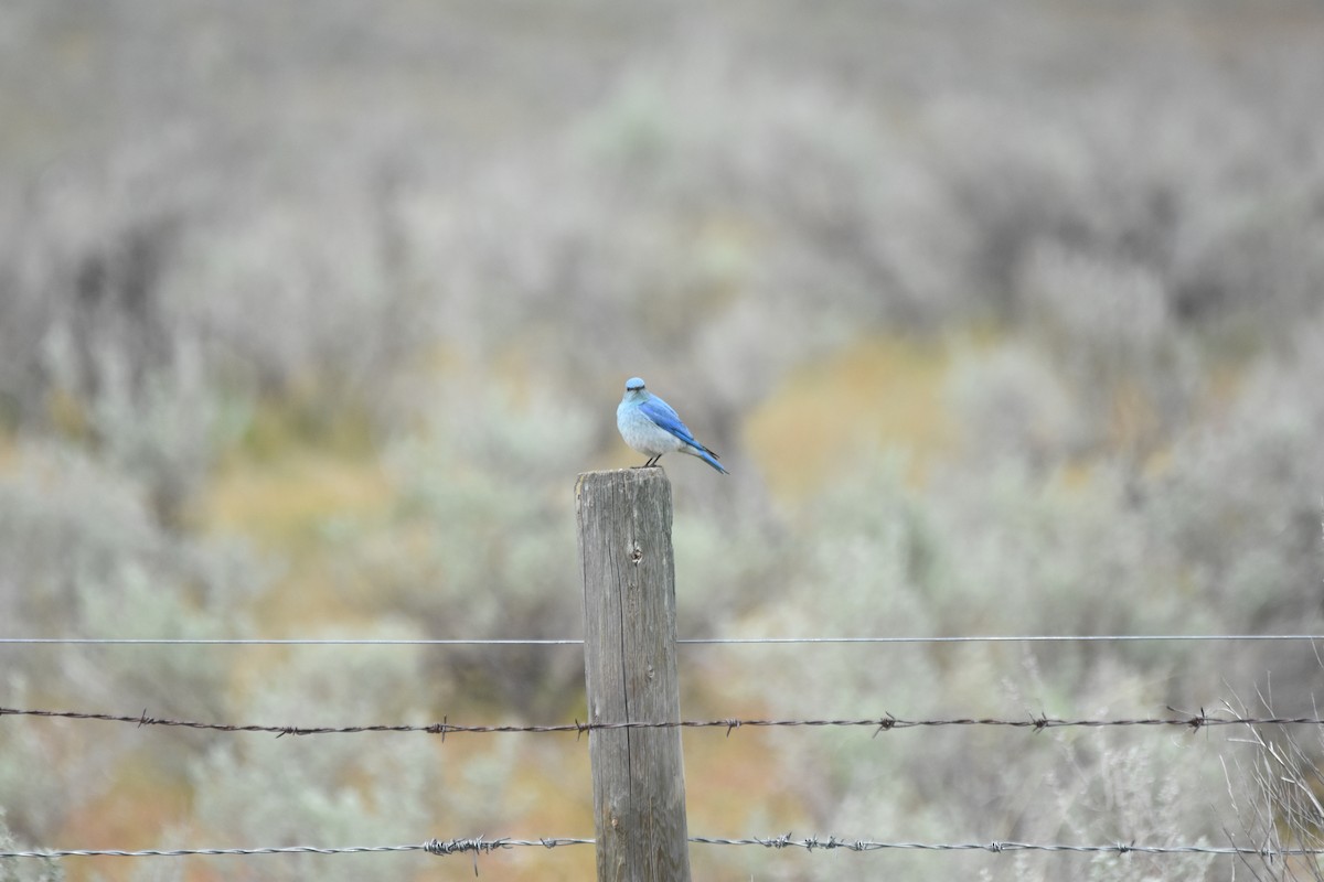 Mountain Bluebird - ML645841993