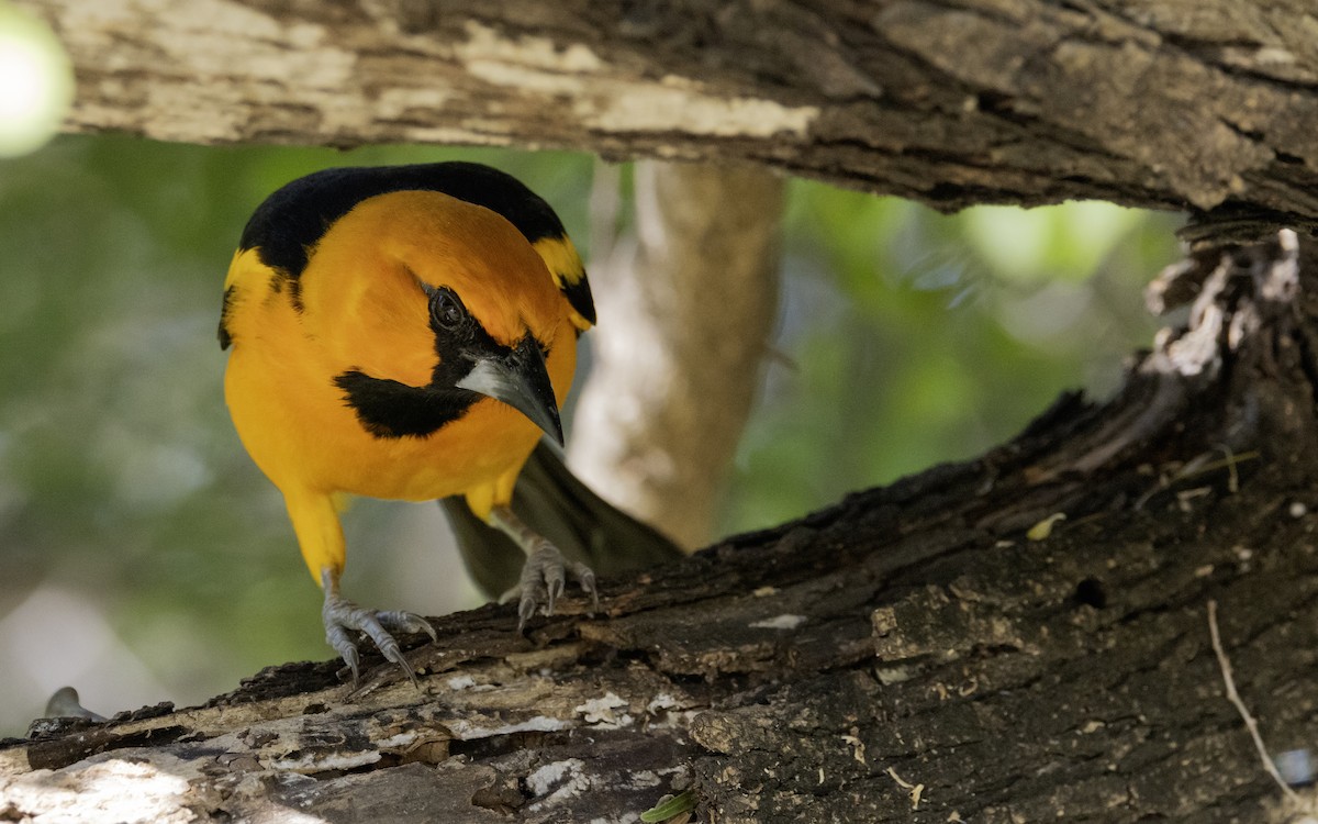 Altamira Oriole - ML645842002