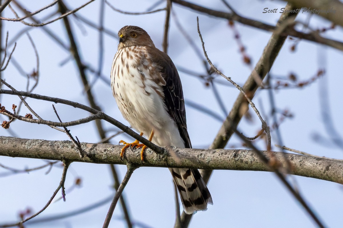 Épervier brun - ML645842006