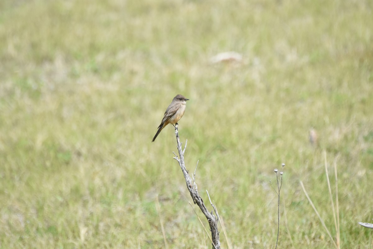 Say's Phoebe - ML645842008