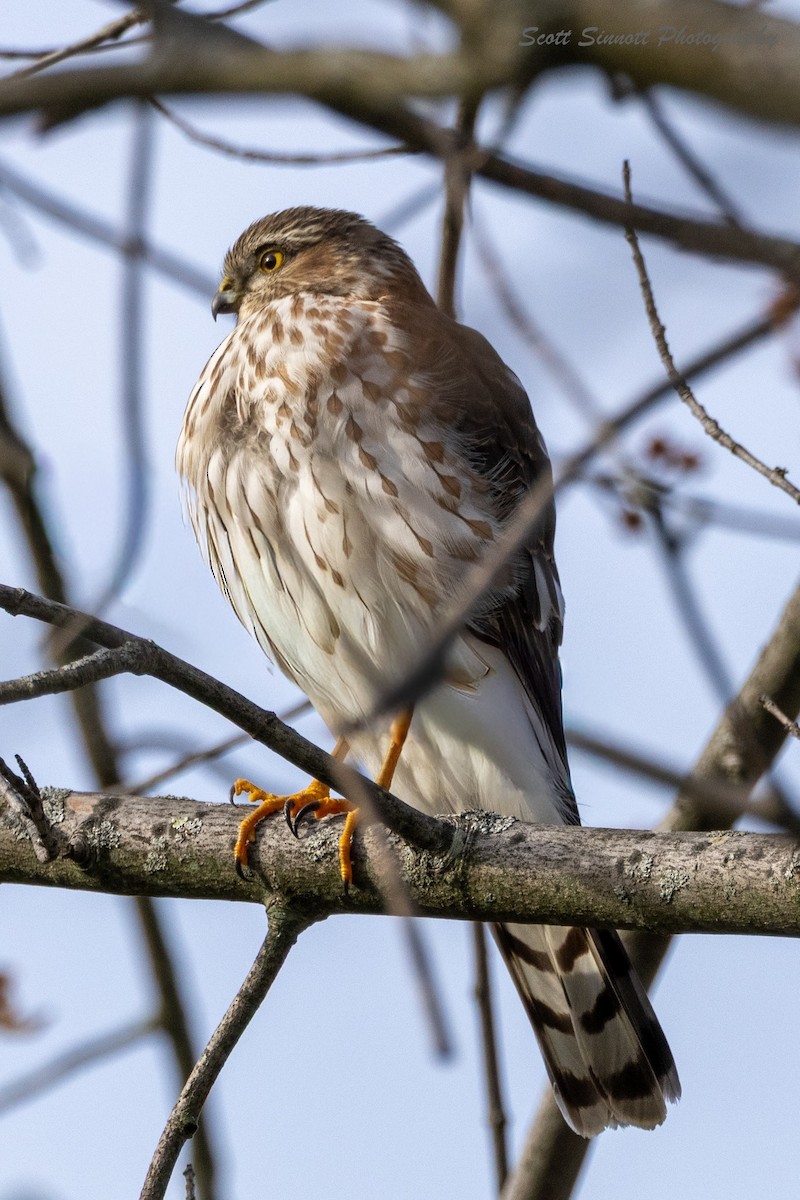 Épervier brun - ML645842009