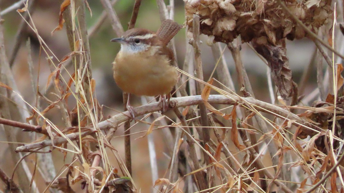 Carolina Wren - ML645842013