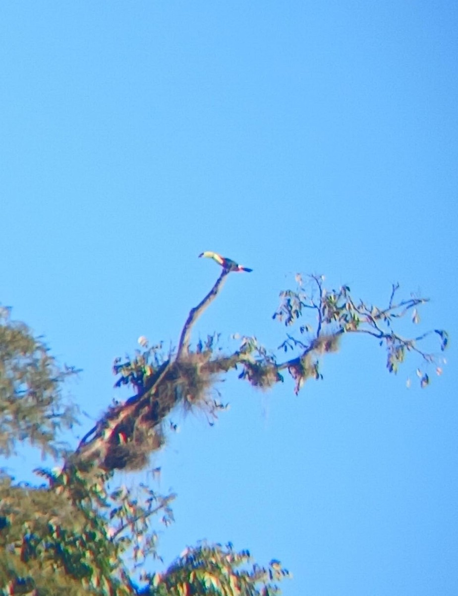 Радужный тукан - ML645842014