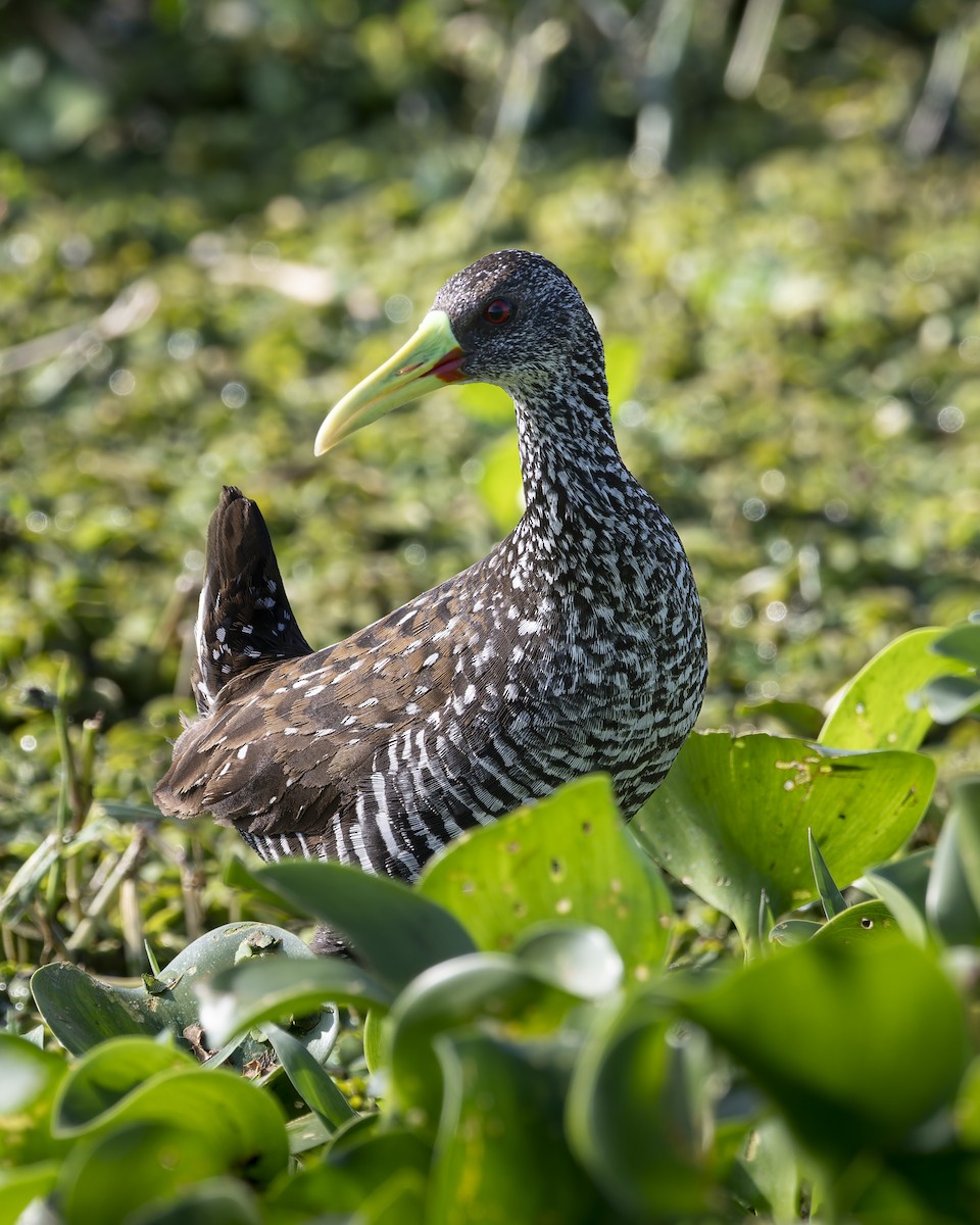 chřástal skvrnitý - ML645842016