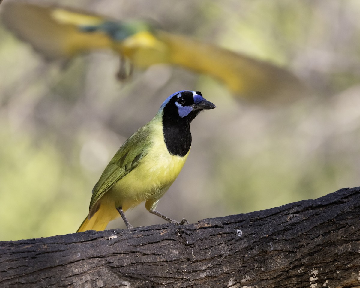 Перуанская сойка - ML645842028