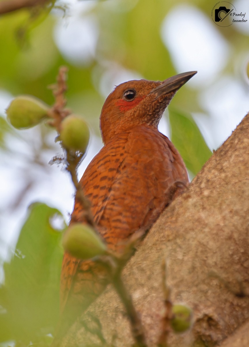 Rufous Woodpecker - ML645842031