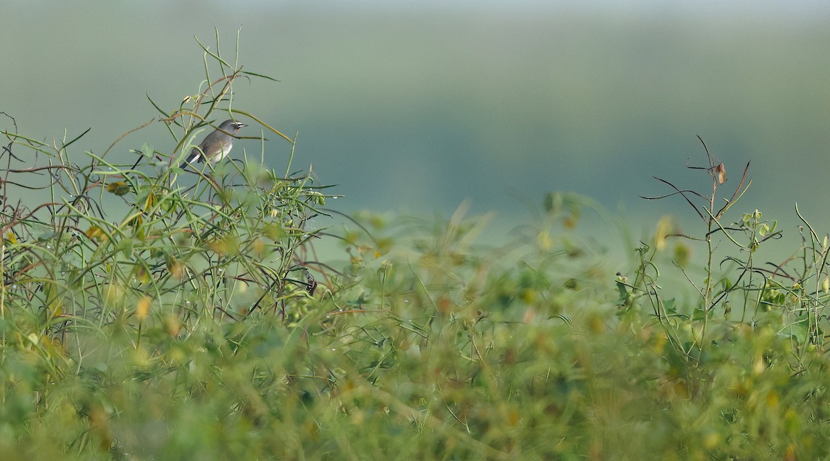 Himalayan Rubythroat - ML645842032