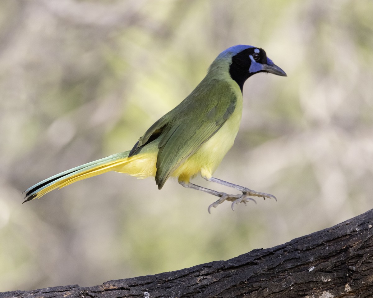 Перуанская сойка - ML645842033