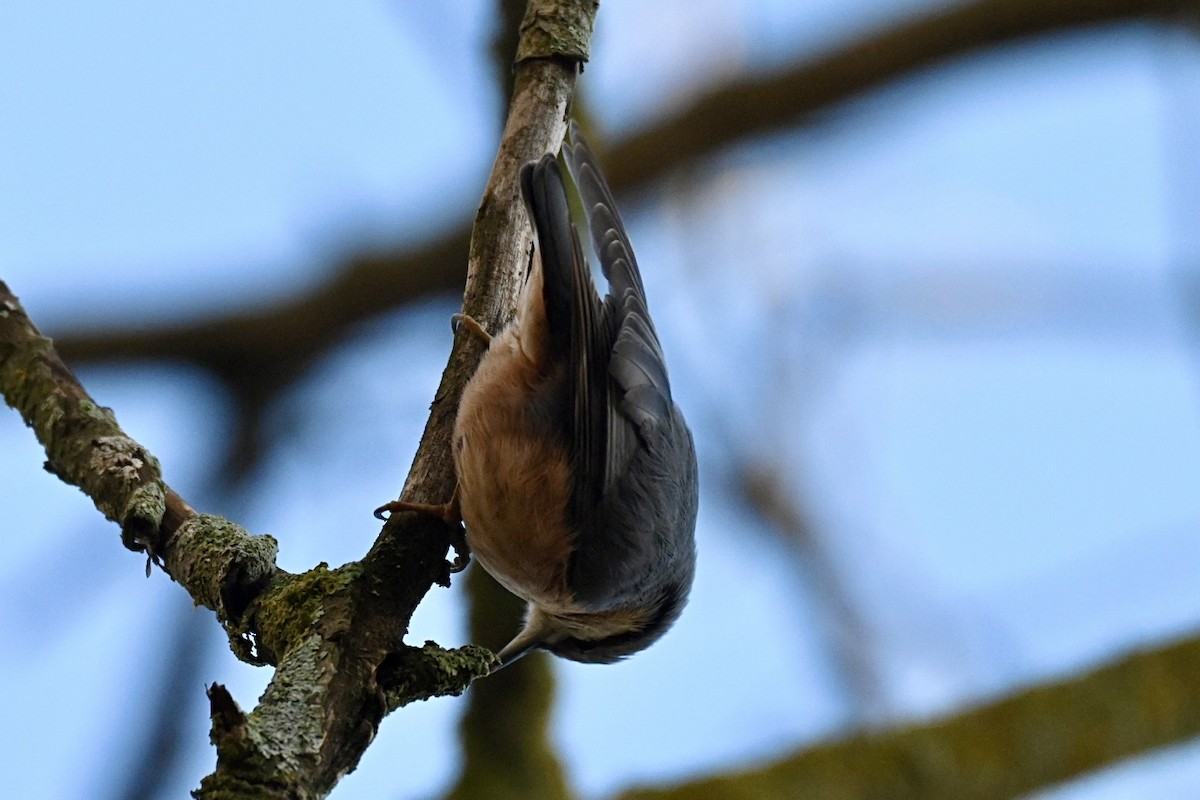 Eurasian Nuthatch - ML645842034
