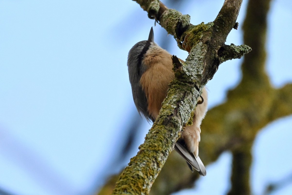 Eurasian Nuthatch - ML645842035