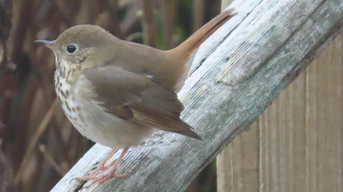 Hermit Thrush - ML645842054