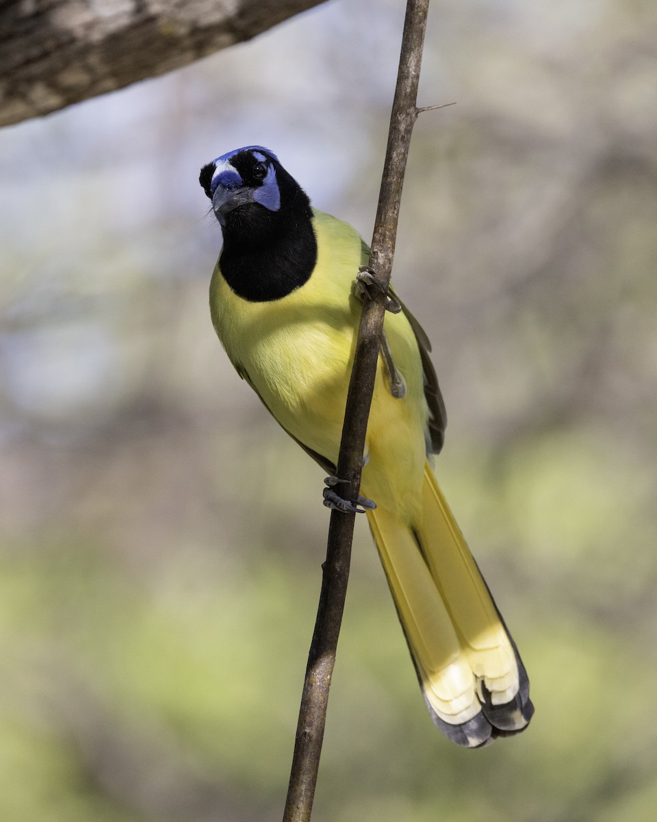 Перуанская сойка - ML645842062