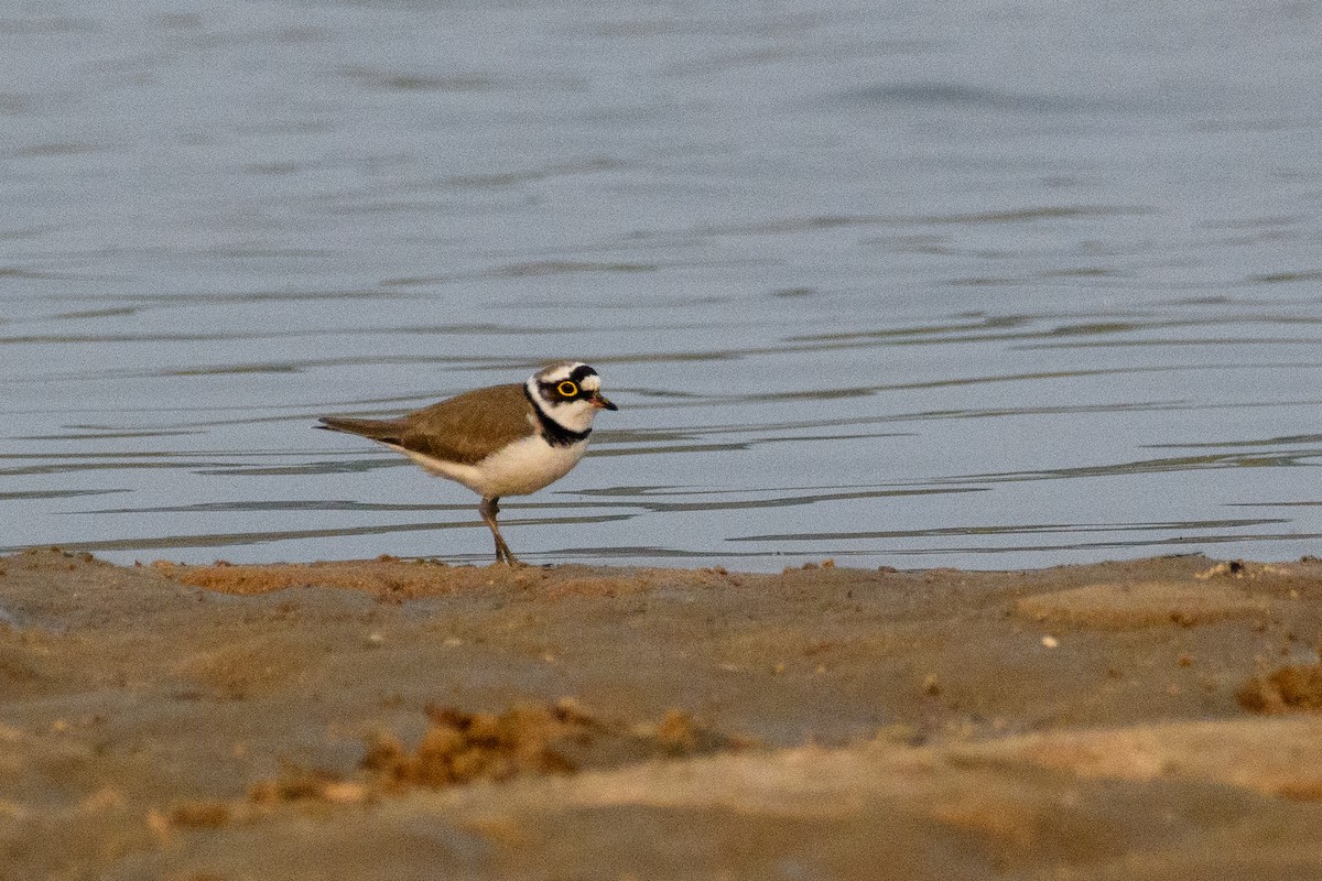 Corriere piccolo - ML645842063