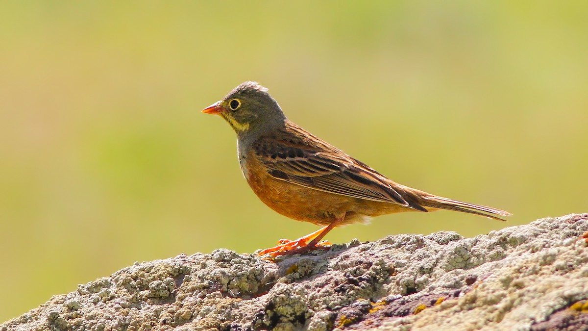 Ortolan Bunting - ML645842065