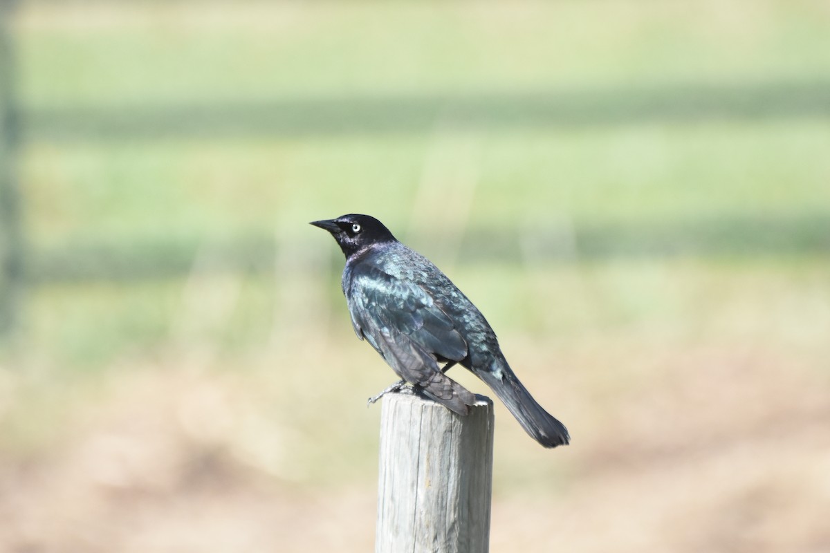 Brewer's Blackbird - ML645842066