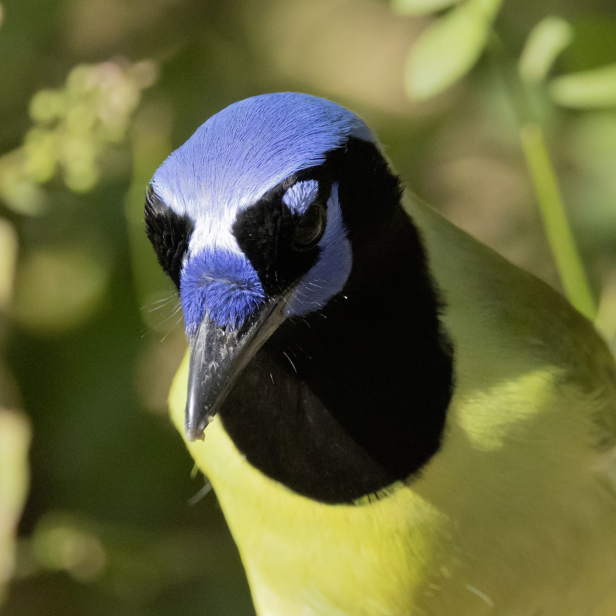 Перуанская сойка - ML645842068