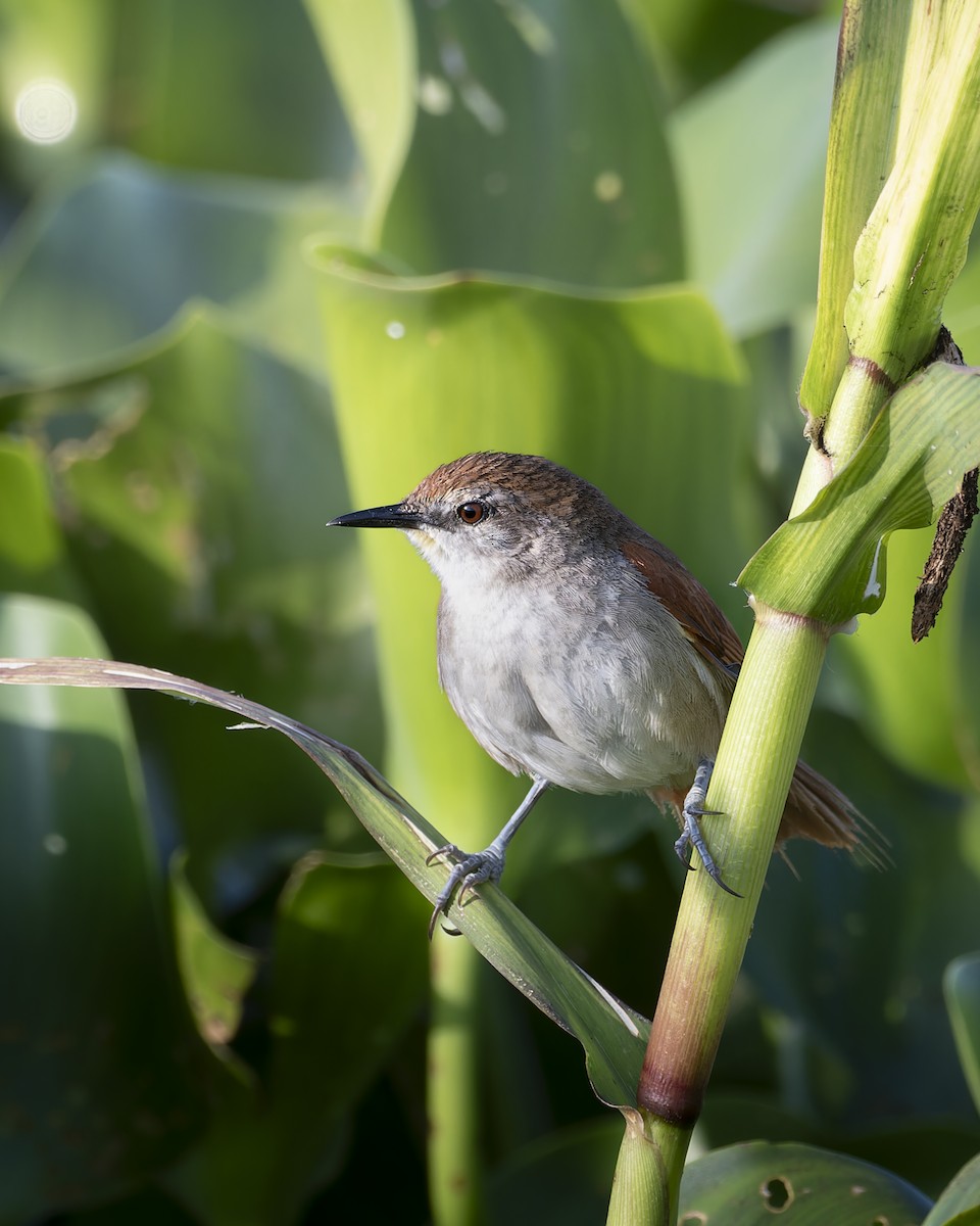 Yellow-chinned Spinetail - ML645842085