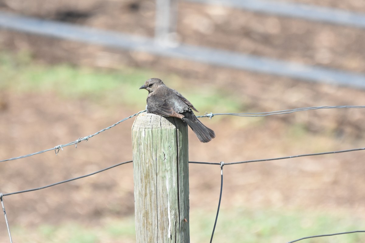Brewer's Blackbird - ML645842086