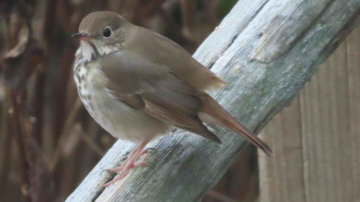 Hermit Thrush - ML645842093