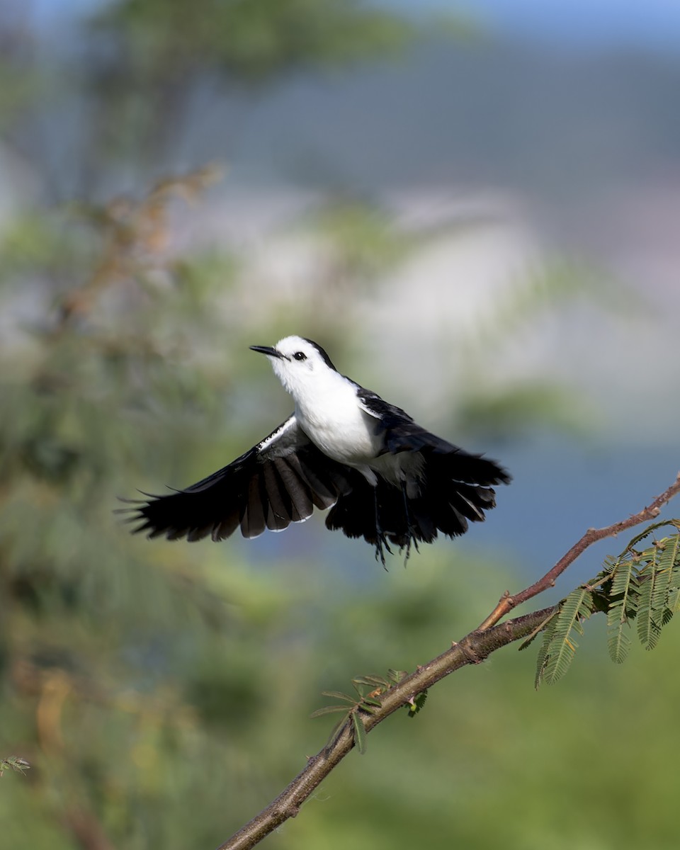 Black-backed Water-Tyrant - ML645842095