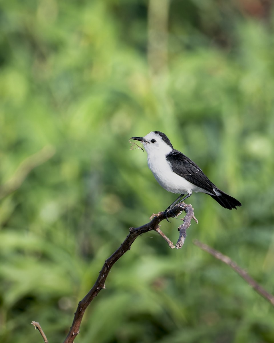 Black-backed Water-Tyrant - ML645842096