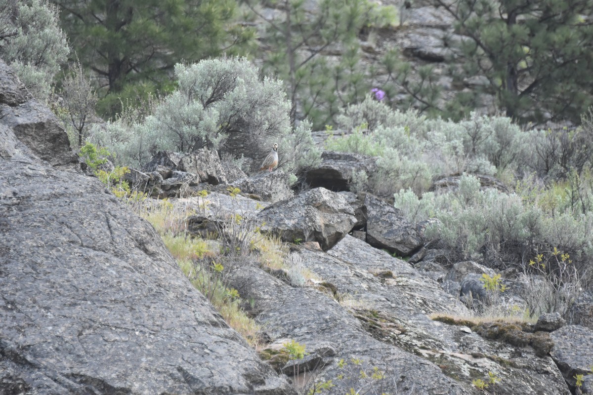 Coturnice orientale - ML645842100