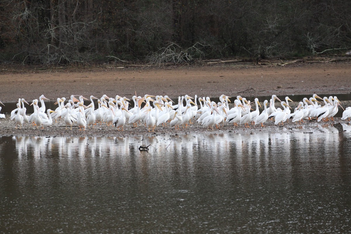 American White Pelican - ML645842107