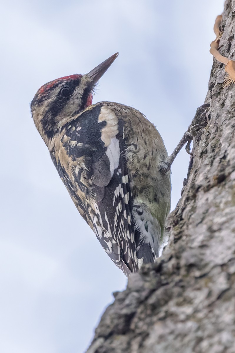 Yellow-bellied Sapsucker - ML645842108