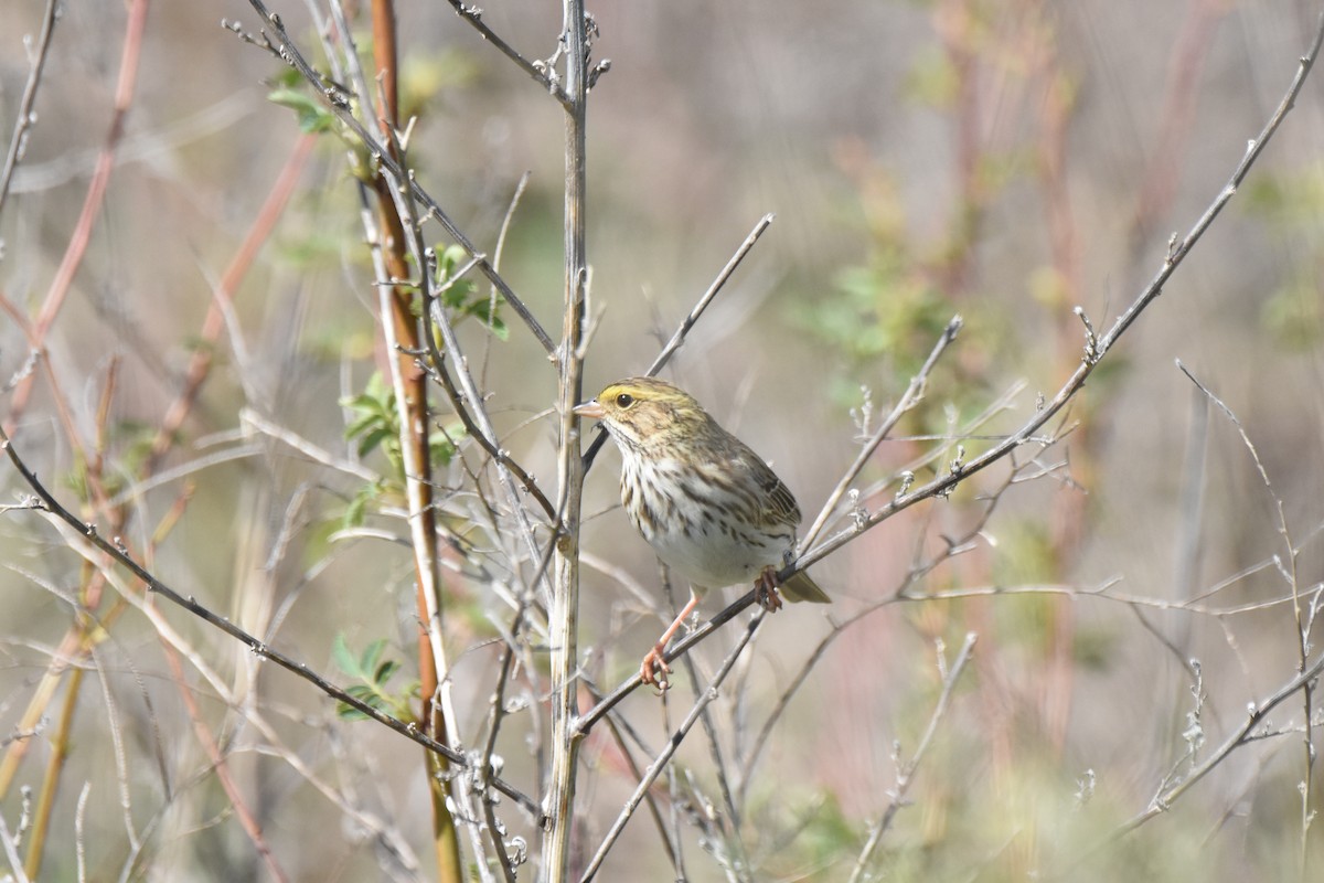 Пасовник савановий - ML645842112