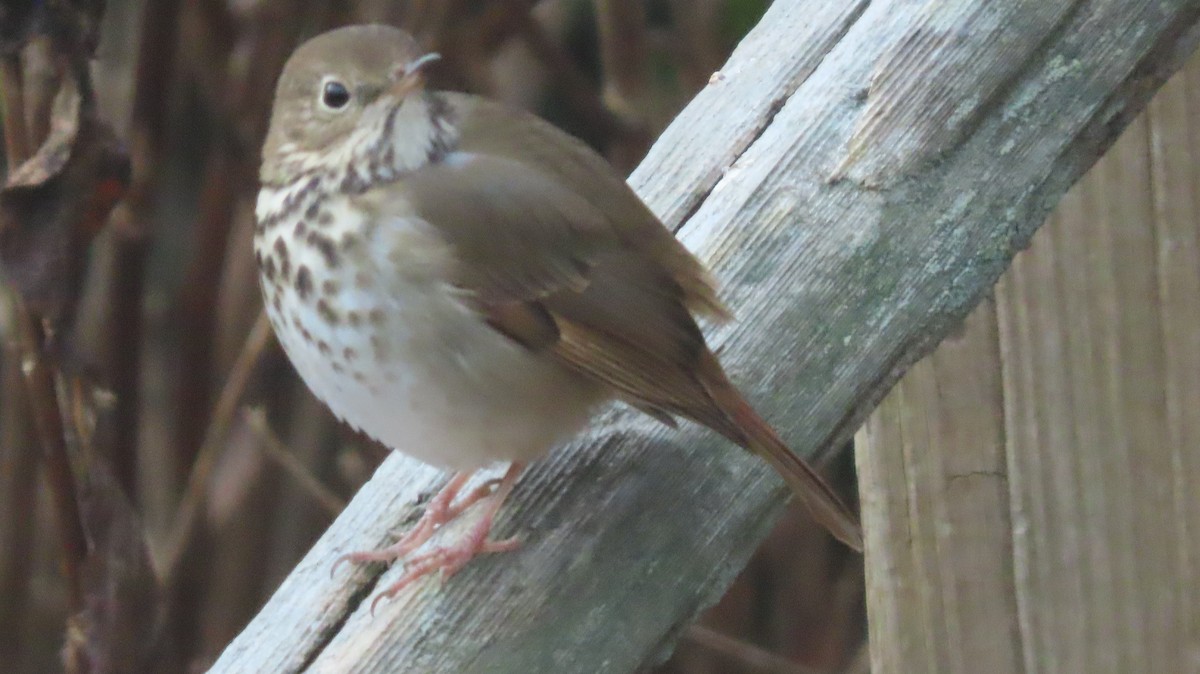 Hermit Thrush - ML645842114