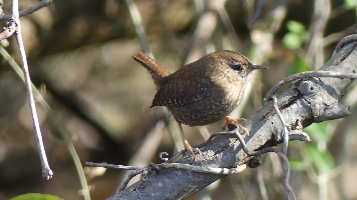 Winter Wren - ML645842131