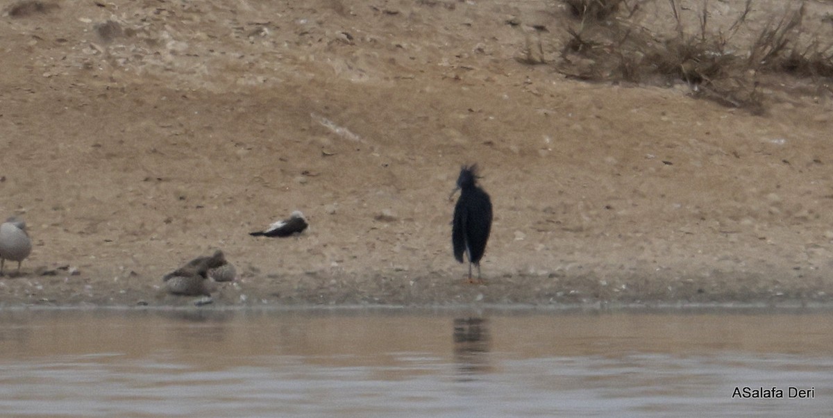 Glockenreiher - ML645842132