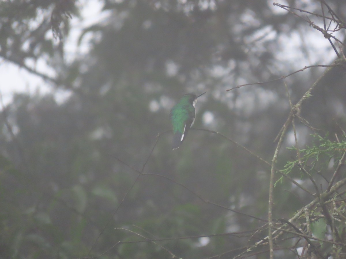 Black-eared Fairy - ML645842158