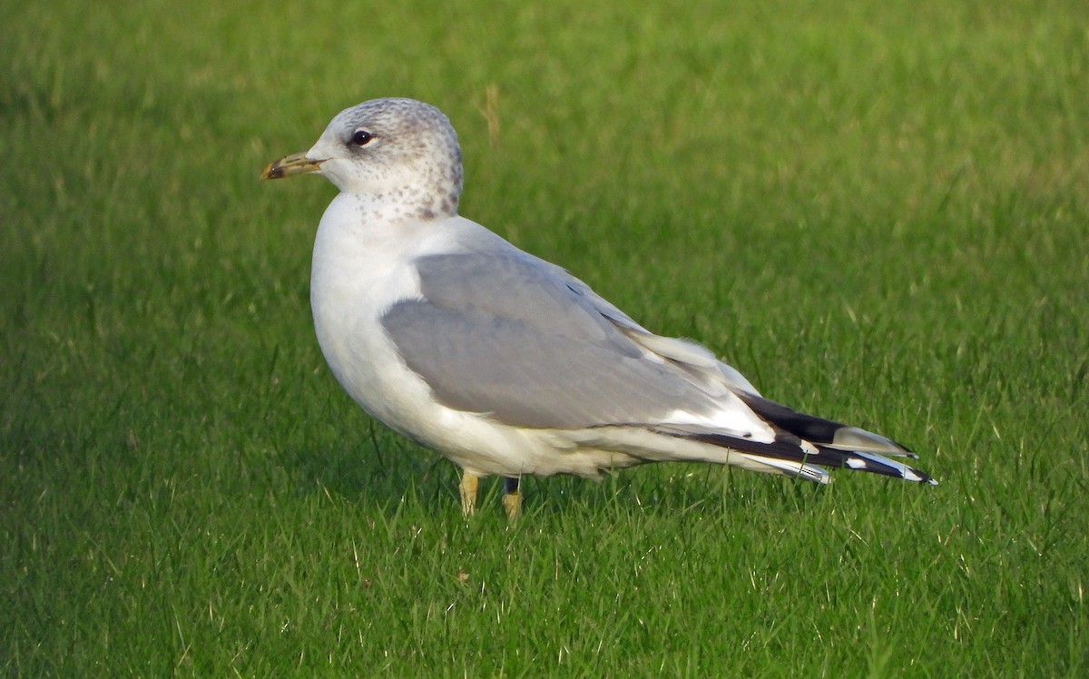 Common Gull - ML645842159