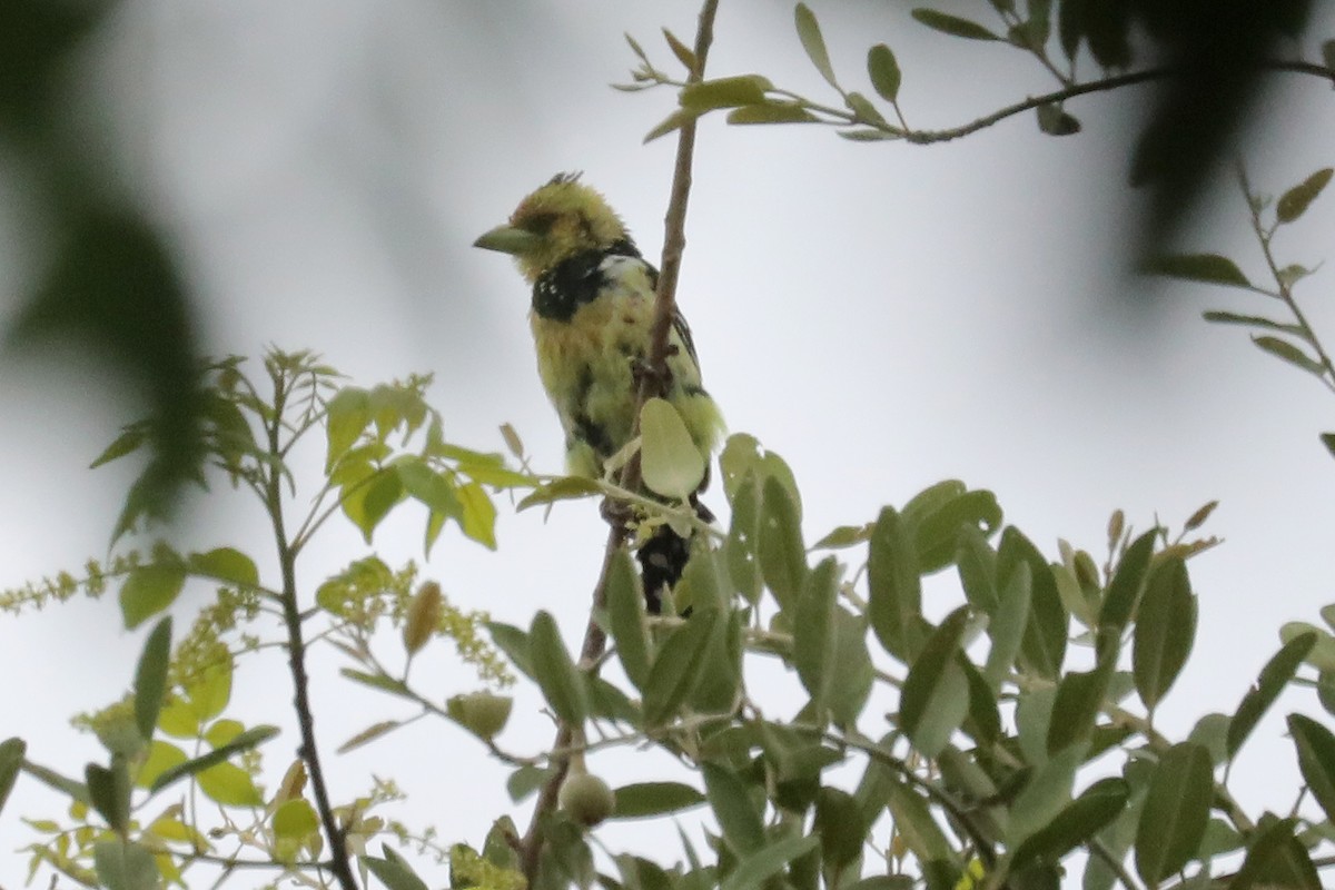 Crested Barbet - ML645842162