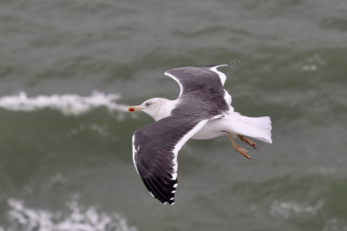 Lesser Black-backed Gull - ML645842163