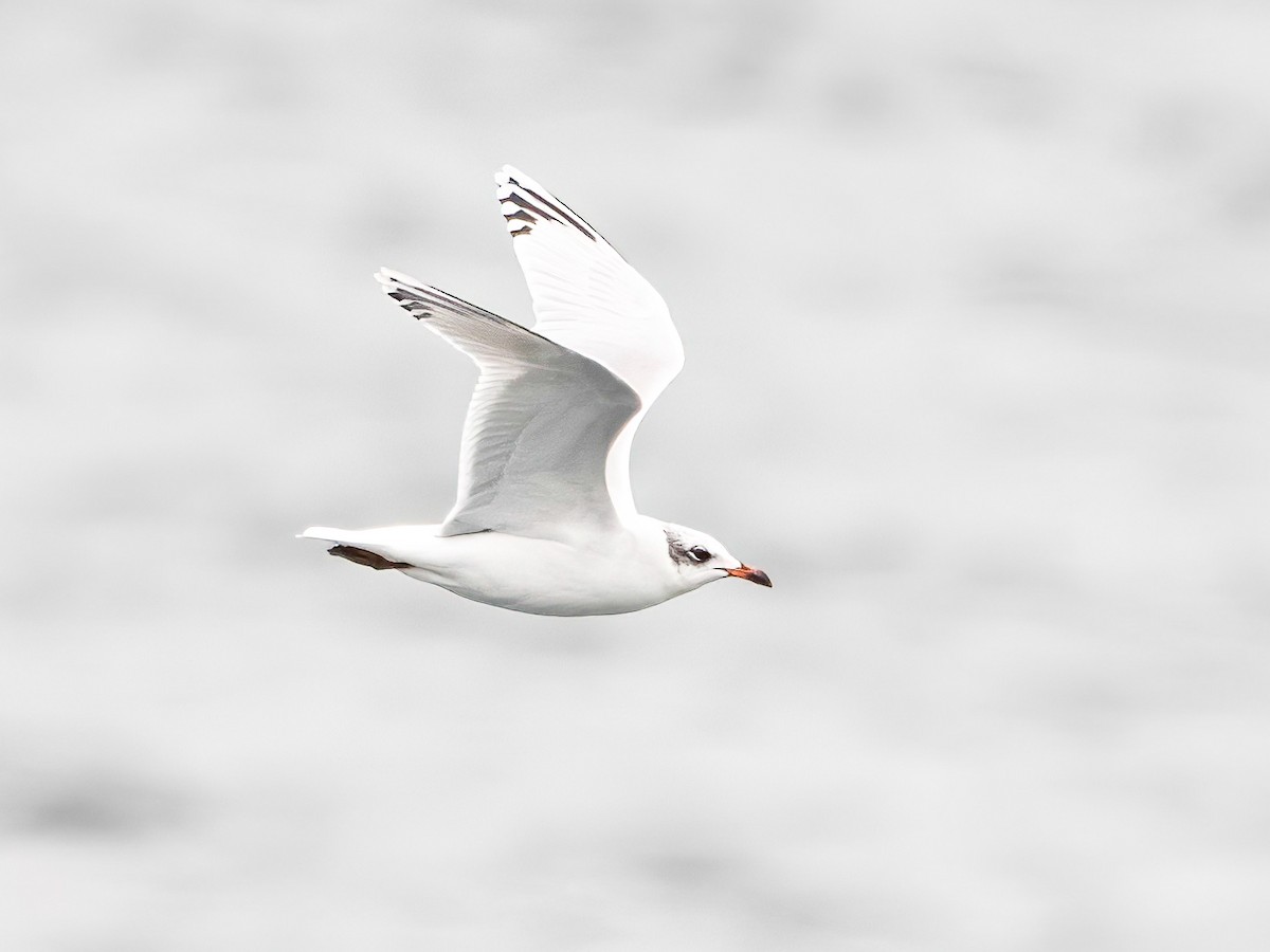 Mediterranean Gull - ML645842164