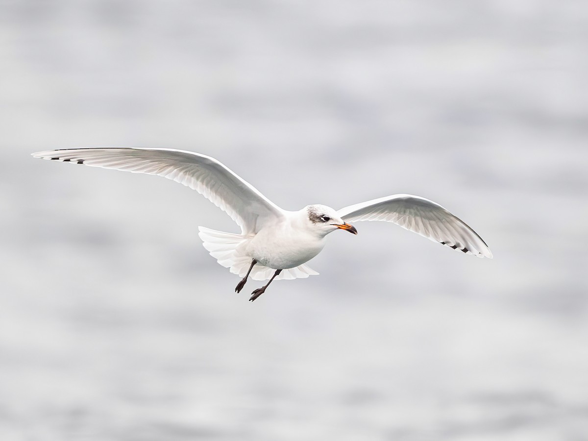 Mediterranean Gull - ML645842165