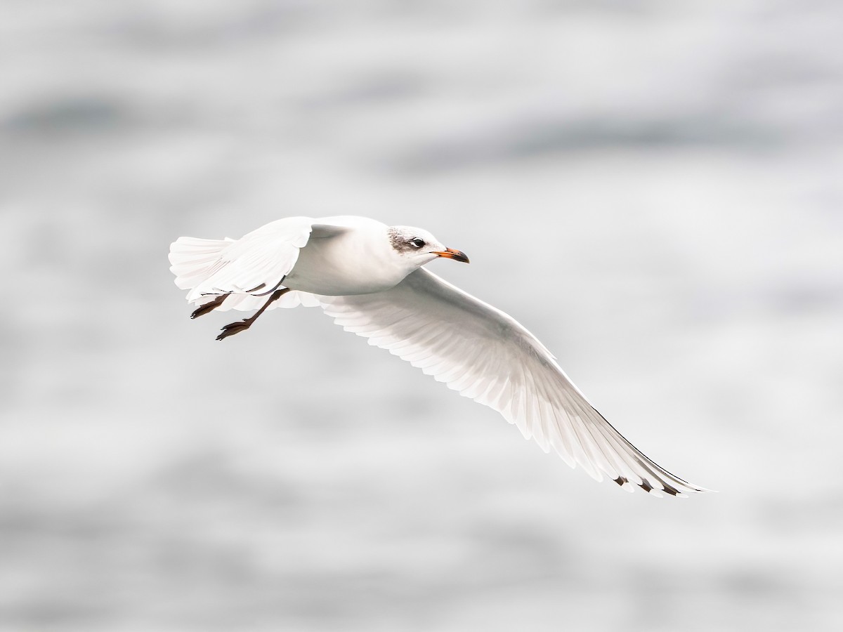 Mediterranean Gull - ML645842166