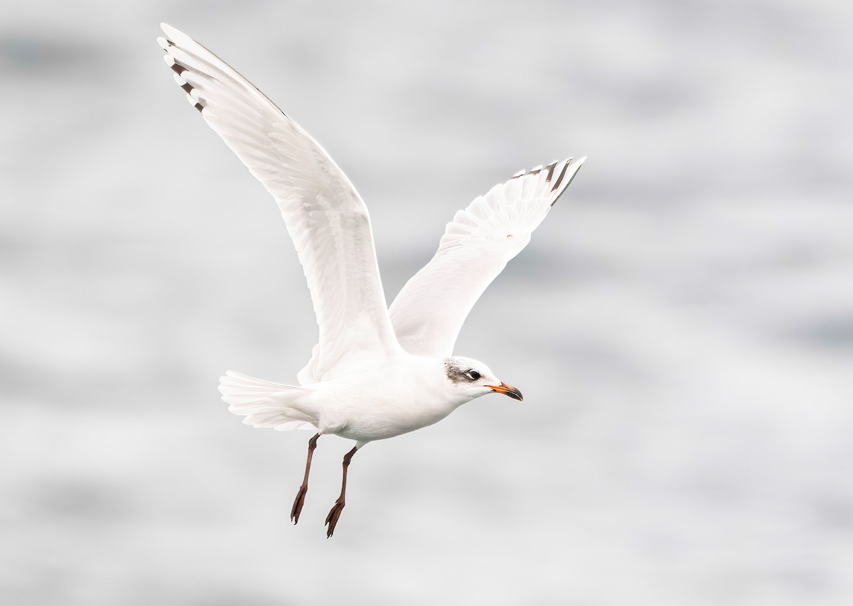 Mediterranean Gull - ML645842167