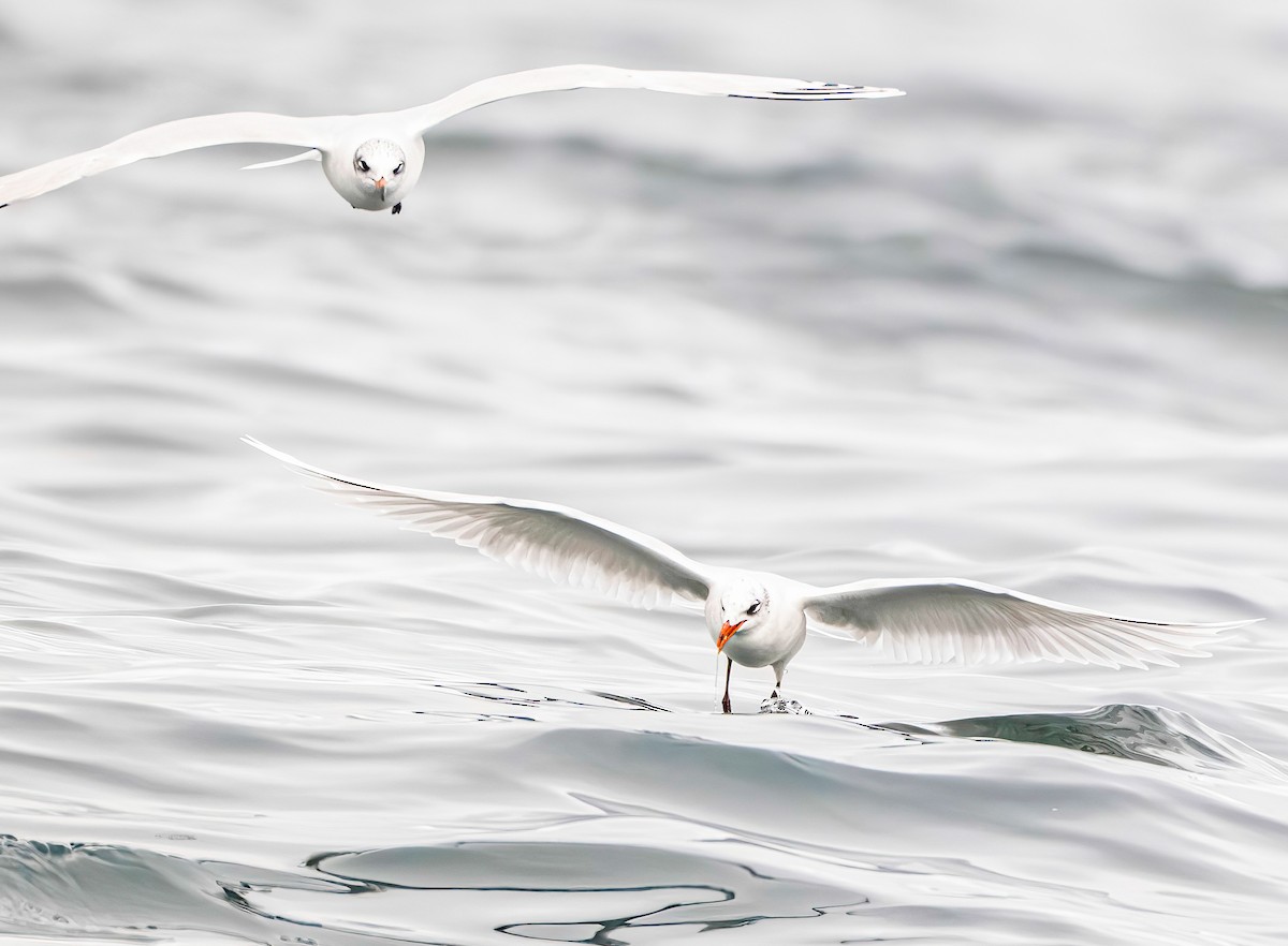Mediterranean Gull - ML645842168