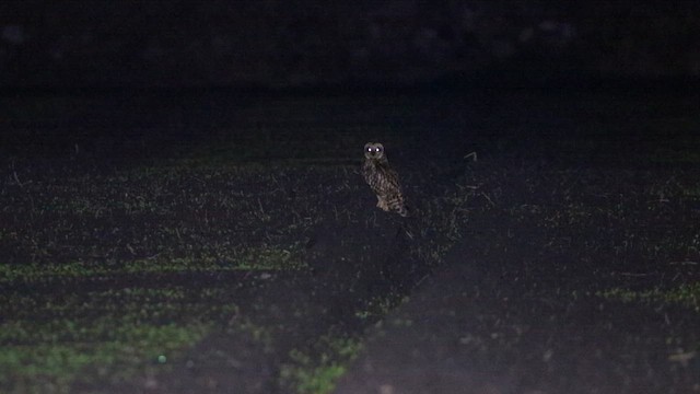 Сова болотяна - ML645842169