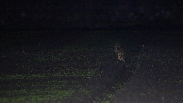 Сова болотяна - ML645842170