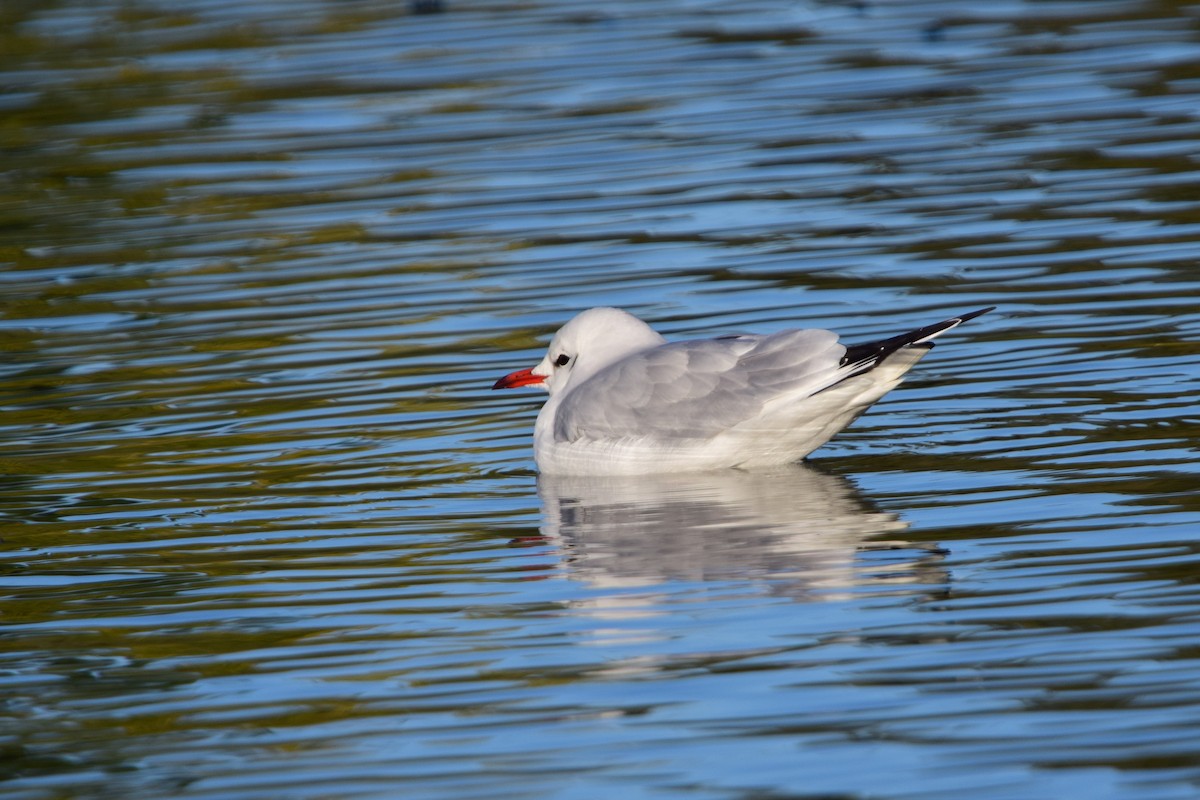 Black-headed Gull - ML645842171
