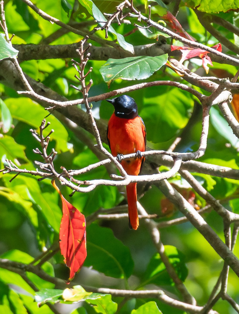 Scarlet Minivet - ML645842174
