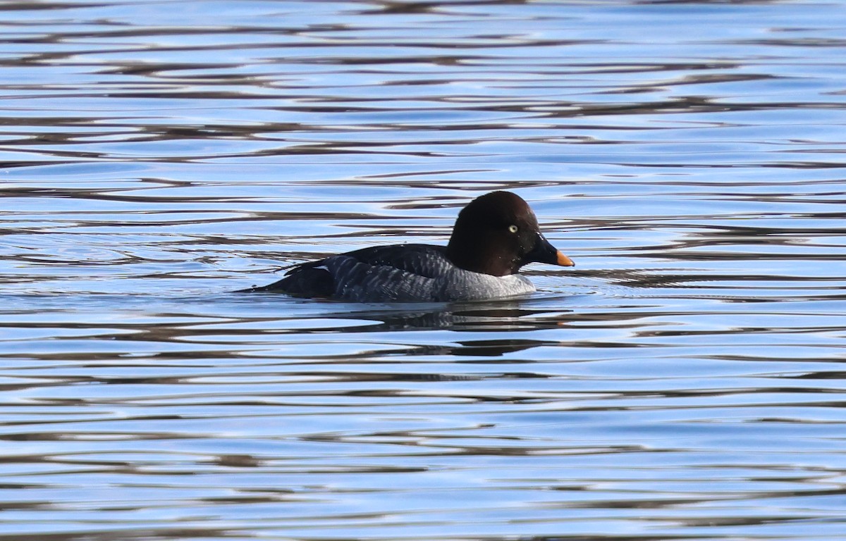 Common Goldeneye - ML645842179