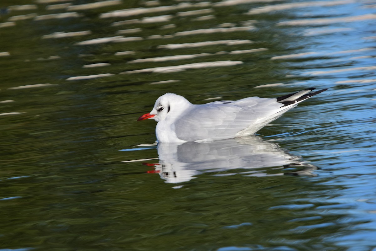 Black-headed Gull - ML645842180