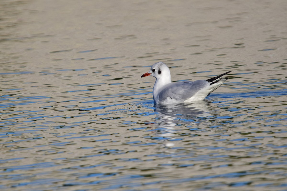 Black-headed Gull - ML645842181